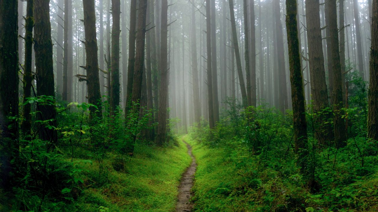 Wallpaper path, grass, trees, forest, fog