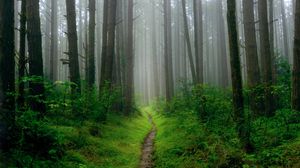 Preview wallpaper path, grass, trees, forest, fog