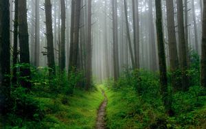 Preview wallpaper path, grass, trees, forest, fog