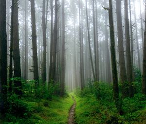 Preview wallpaper path, grass, trees, forest, fog