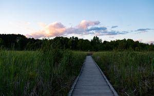 Preview wallpaper path, grass, trees, nature, landscape