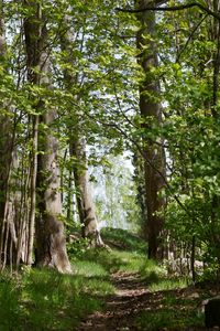 Preview wallpaper path, grass, trees, forest