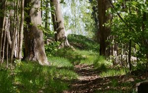 Preview wallpaper path, grass, trees, forest