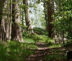 Preview wallpaper path, grass, trees, forest