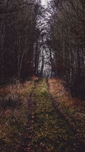 Preview wallpaper path, grass, trees, branches, autumn