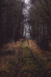 Preview wallpaper path, grass, trees, branches, autumn