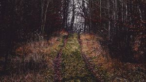 Preview wallpaper path, grass, trees, branches, autumn