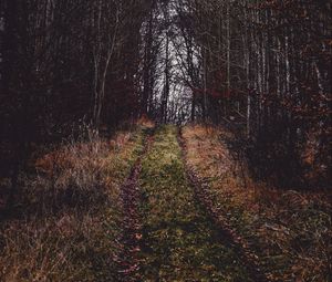 Preview wallpaper path, grass, trees, branches, autumn