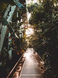 Preview wallpaper path, greenhouse, plants, leaves