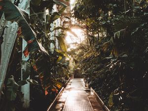 Preview wallpaper path, greenhouse, plants, leaves