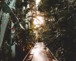 Preview wallpaper path, greenhouse, plants, leaves