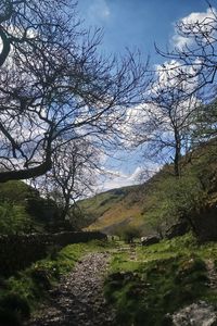 Preview wallpaper path, hills, trees, stones