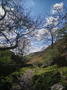 Preview wallpaper path, hills, trees, stones