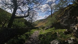 Preview wallpaper path, hills, trees, stones
