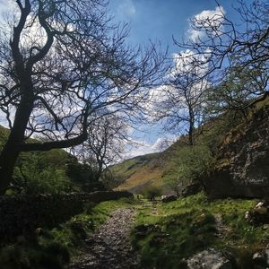 Preview wallpaper path, hills, trees, stones