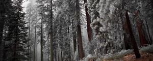 Preview wallpaper path, hoarfrost, pines, asphalt, frosts, slope, descent, silence