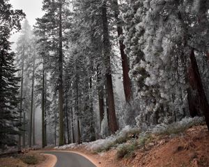 Preview wallpaper path, hoarfrost, pines, asphalt, frosts, slope, descent, silence