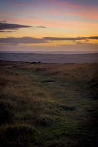 Preview wallpaper path, horizon, grasses, dusk