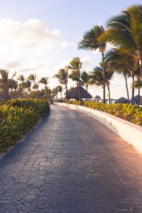 Preview wallpaper path, palm trees, tropics, summer