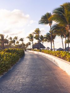 Preview wallpaper path, palm trees, tropics, summer