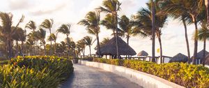 Preview wallpaper path, palm trees, tropics, summer