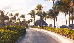 Preview wallpaper path, palm trees, tropics, summer