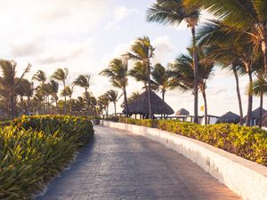 Preview wallpaper path, palm trees, tropics, summer