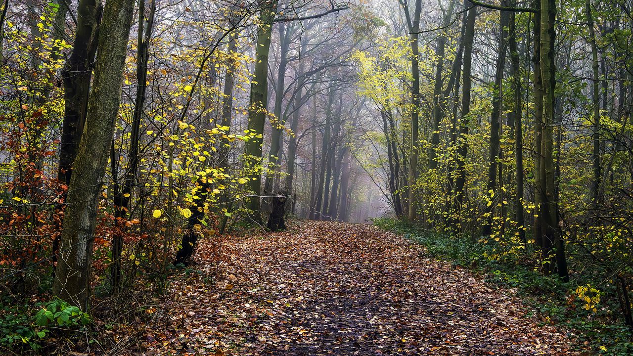 Wallpaper path, park, autumn, fallen leaves, trees, landscape