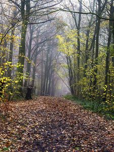 Preview wallpaper path, park, autumn, fallen leaves, trees, landscape