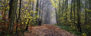 Preview wallpaper path, park, autumn, fallen leaves, trees, landscape