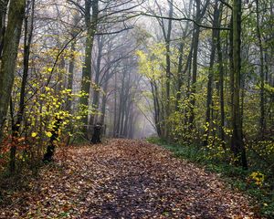Preview wallpaper path, park, autumn, fallen leaves, trees, landscape