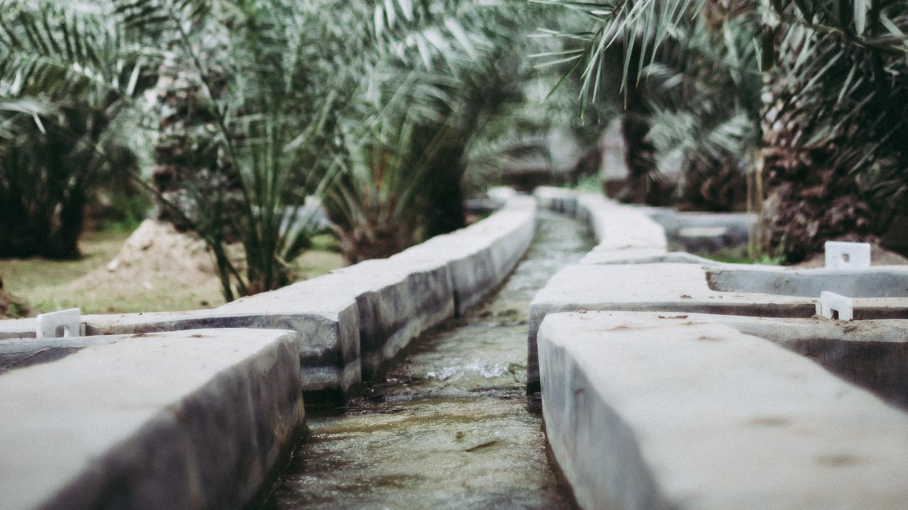 Wallpaper path, park, palm trees, tropics