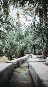 Preview wallpaper path, park, palm trees, tropics