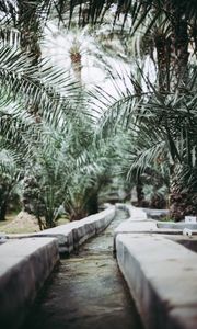 Preview wallpaper path, park, palm trees, tropics