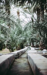 Preview wallpaper path, park, palm trees, tropics