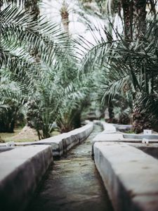 Preview wallpaper path, park, palm trees, tropics