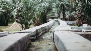 Preview wallpaper path, park, palm trees, tropics