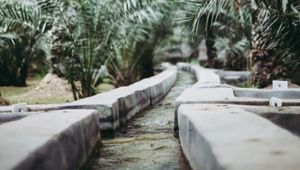 Preview wallpaper path, park, palm trees, tropics