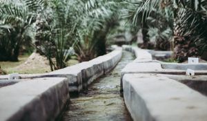 Preview wallpaper path, park, palm trees, tropics