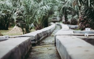 Preview wallpaper path, park, palm trees, tropics