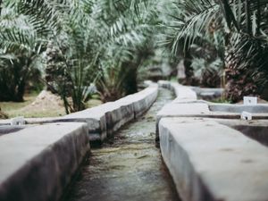 Preview wallpaper path, park, palm trees, tropics