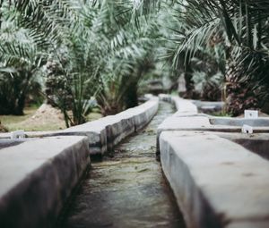 Preview wallpaper path, park, palm trees, tropics