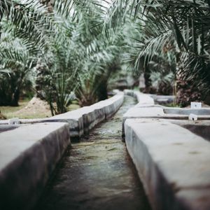 Preview wallpaper path, park, palm trees, tropics