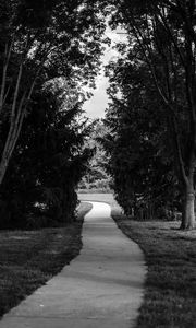 Preview wallpaper path, park, trees, bw