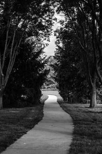 Preview wallpaper path, park, trees, bw