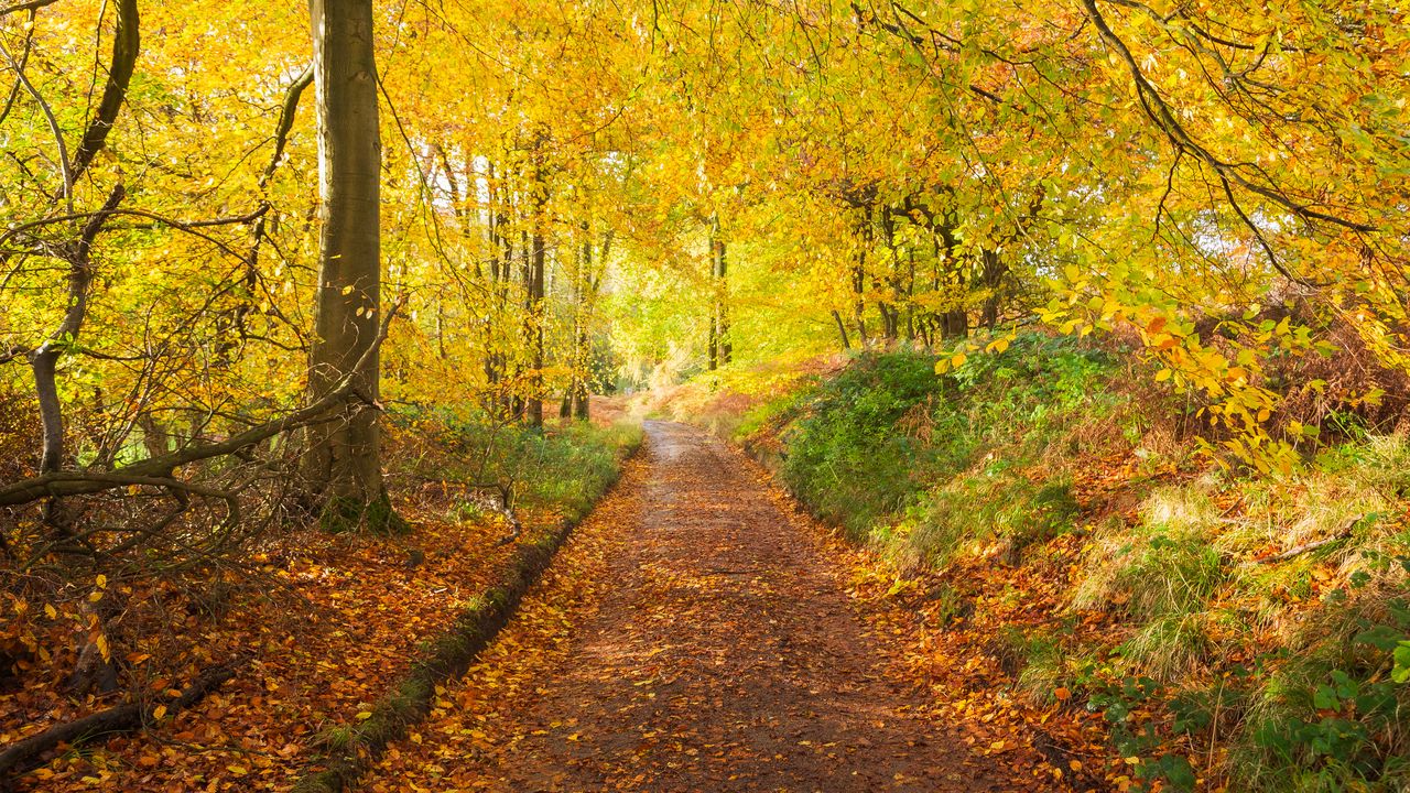 Wallpaper path, park, trees, fallen leaves, autumn, nature