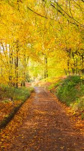 Preview wallpaper path, park, trees, fallen leaves, autumn, nature