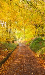 Preview wallpaper path, park, trees, fallen leaves, autumn, nature