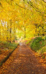 Preview wallpaper path, park, trees, fallen leaves, autumn, nature