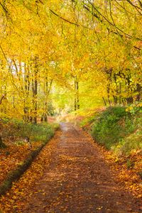 Preview wallpaper path, park, trees, fallen leaves, autumn, nature